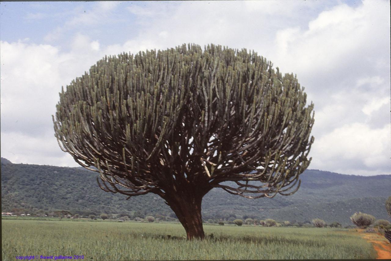 Un cactus candélabre