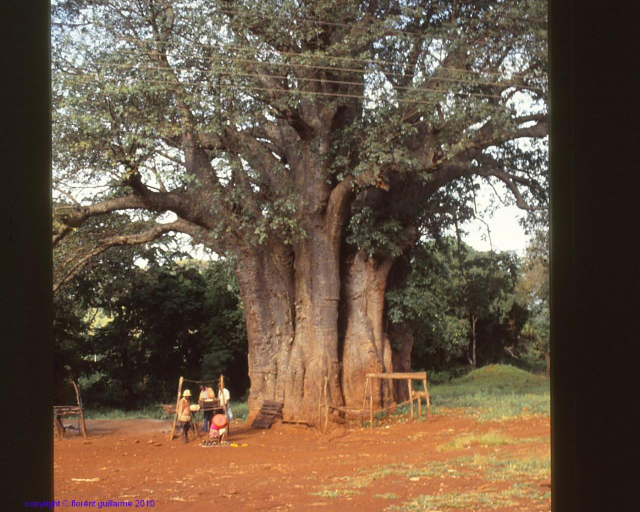 Un baobab, en bordure de route