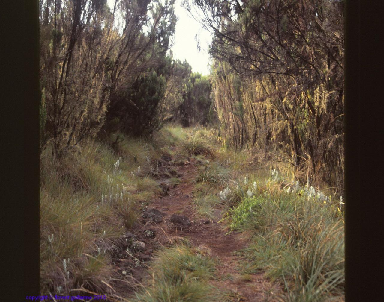 Sur le sentier du Kilimandjaro