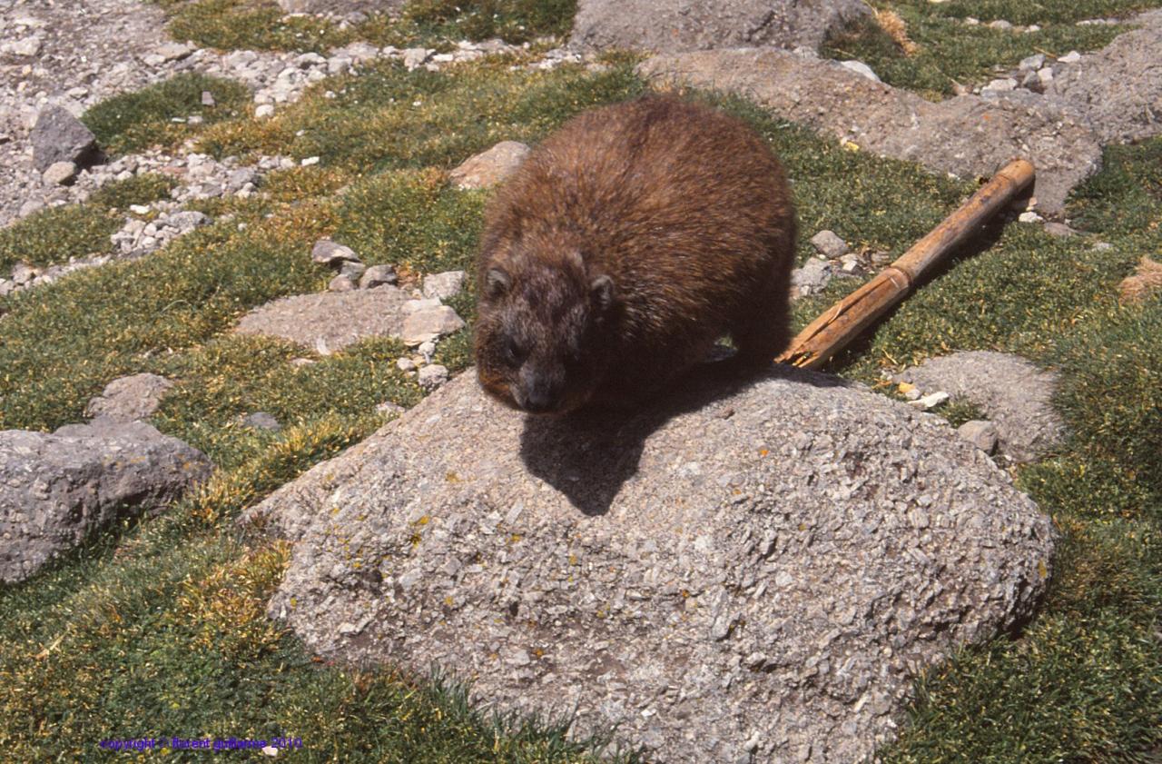 Faune locale : le daman, massif du Mont Kenya