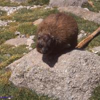 Faune locale : le daman, massif du Mont Kenya