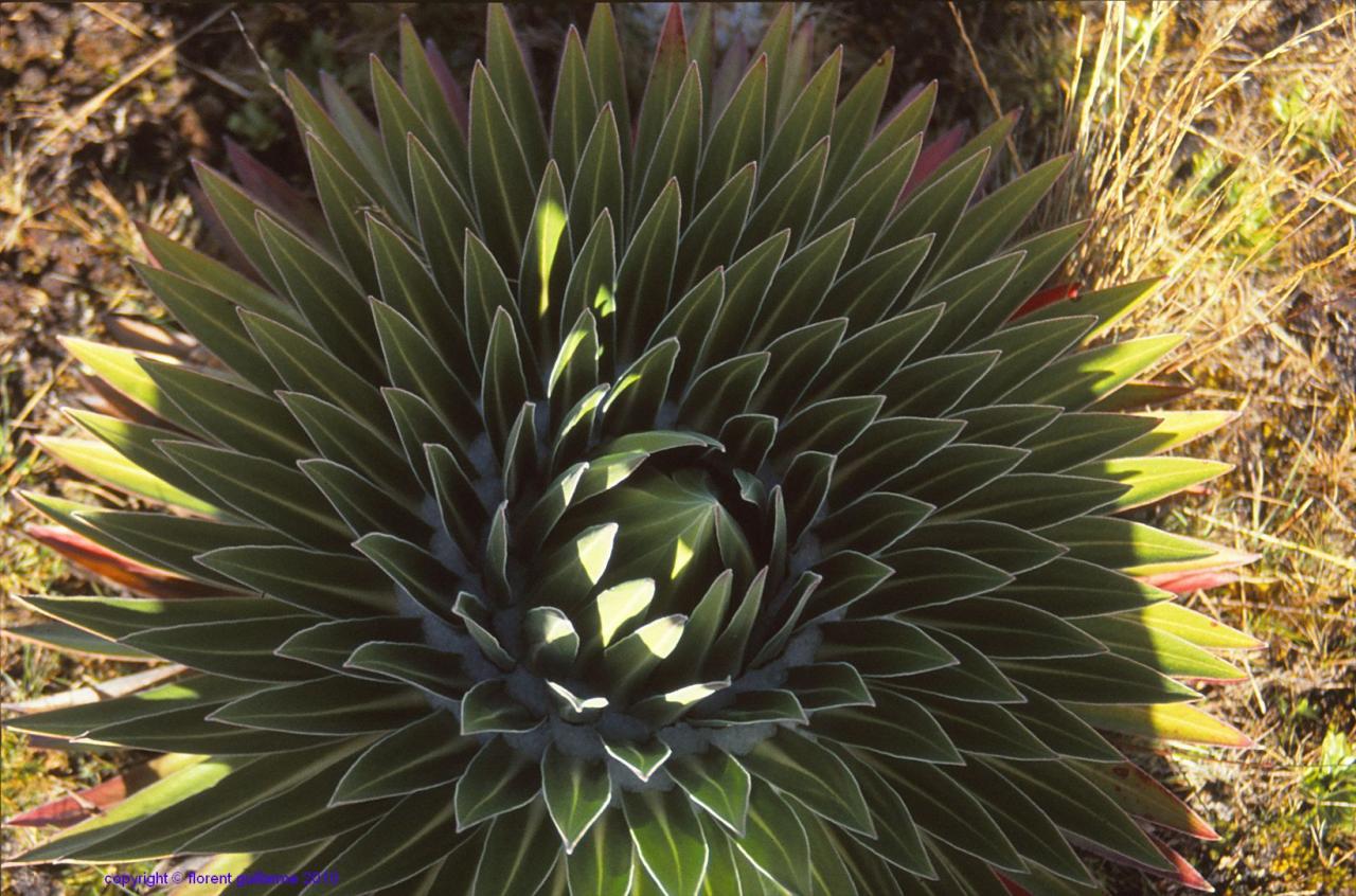 Détail d'un sénéçon, massif du Mont Kenya