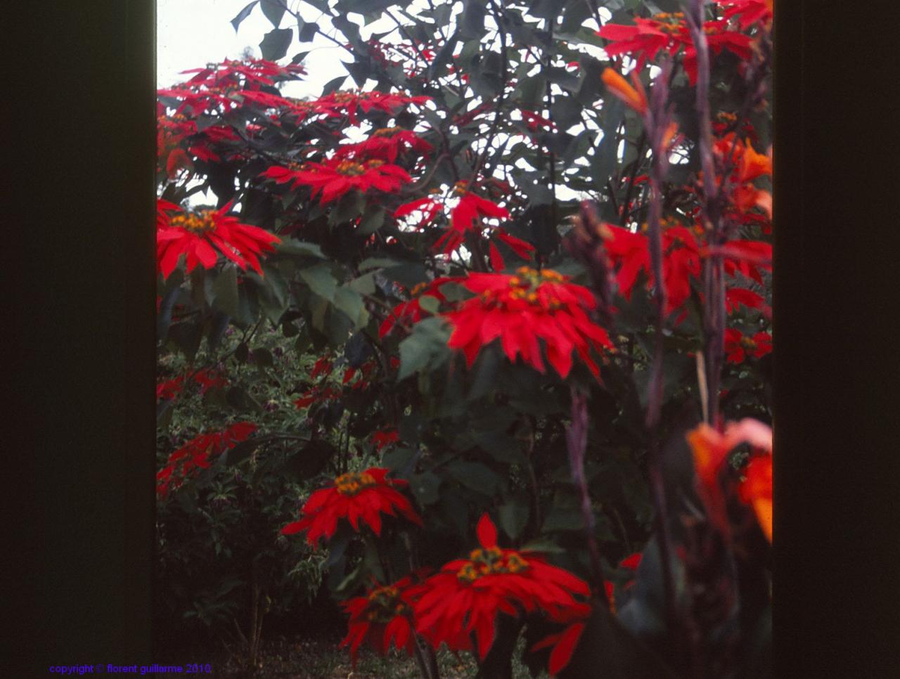 Détail d'un Poinsettia