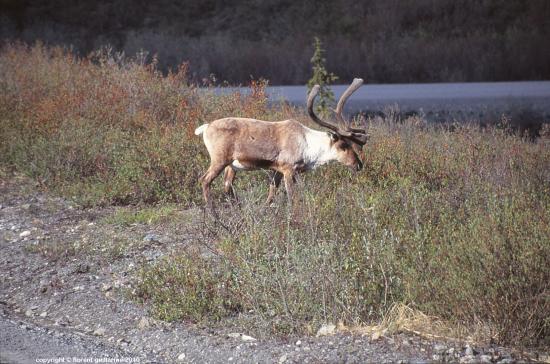 Denali National Park