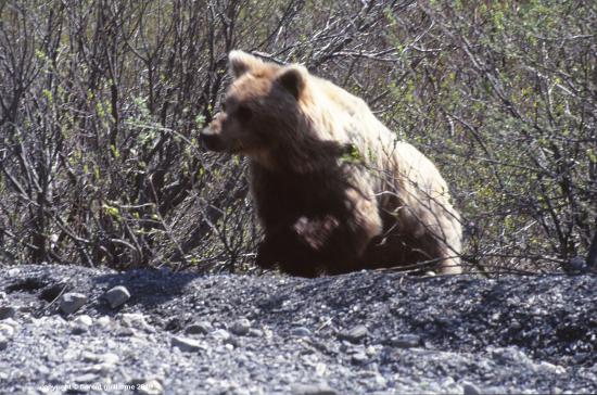 Denali National Park, Alaska