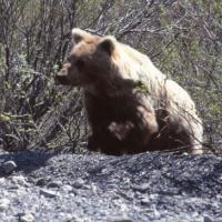 Denali National Park, Alaska
