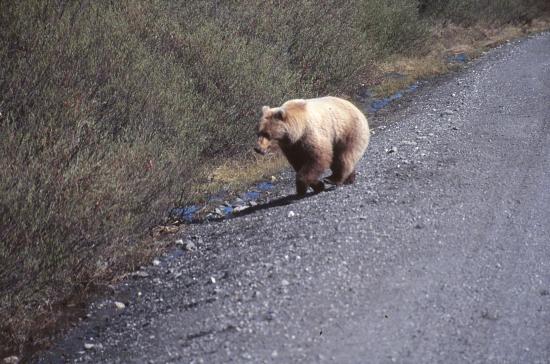 Denali National Park