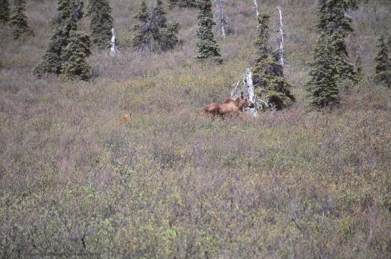 Denali National Park