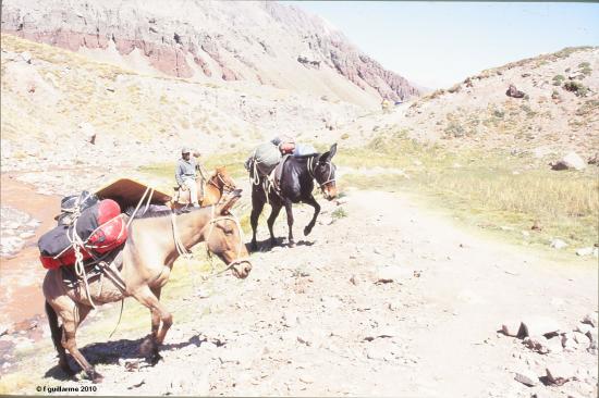 Les mules arrivent au premier camp de l' Aconcagua