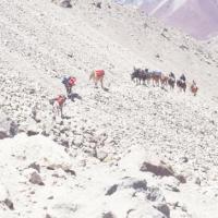 Arrivée au camp de base de l' Aconcagua, Argentine