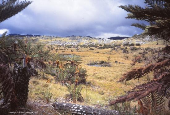 Haut plateau