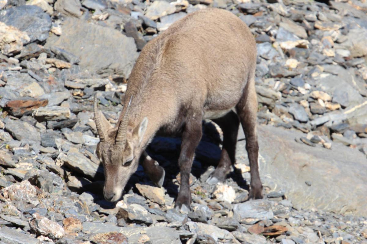 Chamois