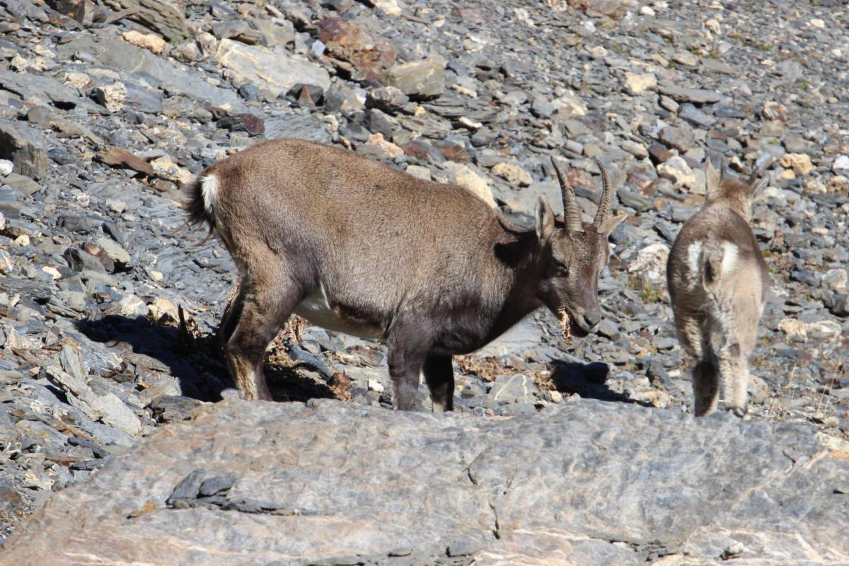 Chamois