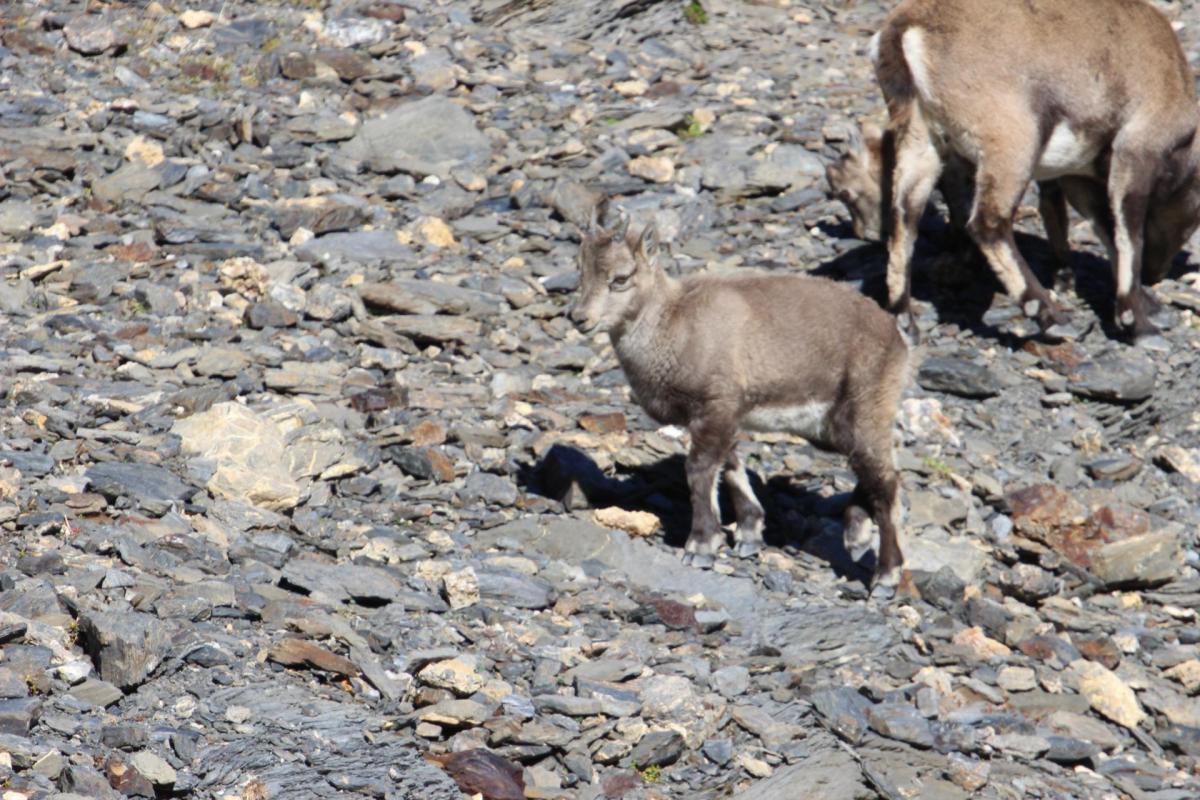 Chamois